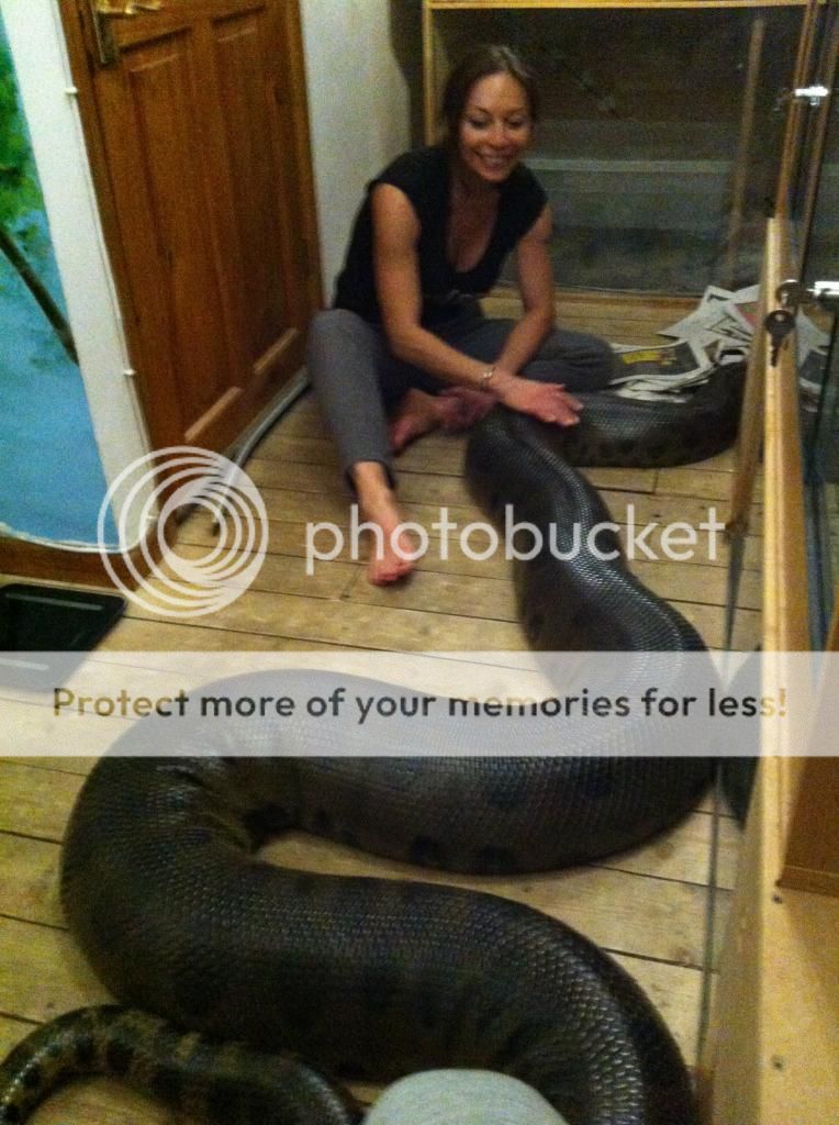 Massive Female Green Anaconda Reptile Forums